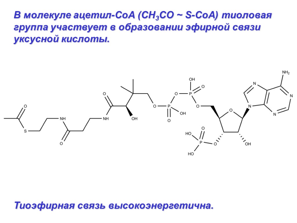 В молекуле ацетил-СоА (СН3СО ~ S-СоА) тиоловая группа участвует в образовании эфирной связи уксусной